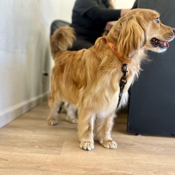 Wet Paws Grooming Studio - Charlie ready for the sunny day - Pet Groomers Near Me - Mountain View, California