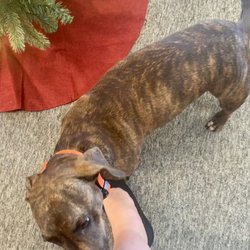 Polish Pottery - The shop dog currently works Tuesdays and Thursdays. (His job seems to be licking and asking for pets. He excels at both.)