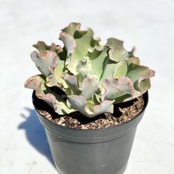 Alemany Flea Market - From plant vendor