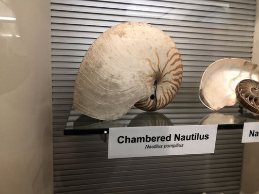 World Museum by null