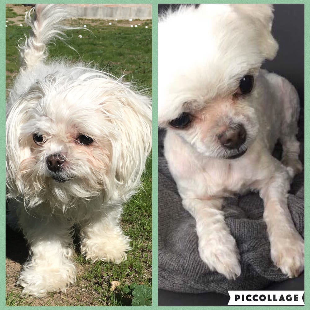 alex the happy dog grooming