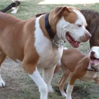 K9 Play and Train - So what am I suppose to do when they say SIT? - Pet Training Near Me - Bulverde, Texas K9 Play and Train - So what am I suppose to do when they say SIT? - Pet Training Near Me - Bulverde, Texas