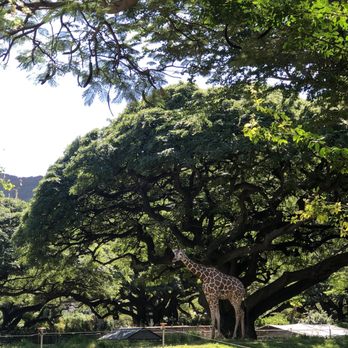 Honolulu Zoo - giraffe - Zoos Near Me - Honolulu, Hawaii Honolulu Zoo - giraffe - Zoos Near Me - Honolulu, Hawaii