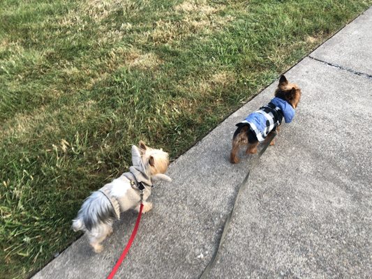 Albany / Corvallis KOA Journey by null