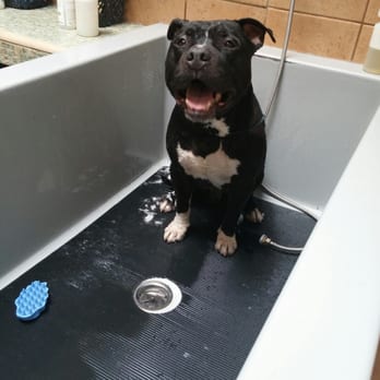 Wag'n Tails - Horace having his first post-shelter bath! - Pet Stores Near Me - Coronado, California Wag'n Tails - Horace having his first post-shelter bath! - Pet Stores Near Me - Coronado, California