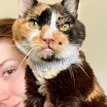 Pumpkin Pet Insurance - Sweet baby Wanda - Pet Insurance Near Me Pumpkin Pet Insurance - Sweet baby Wanda - Pet Insurance Near Me