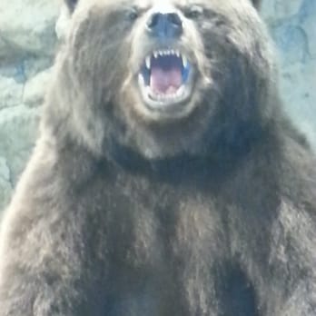 Bass Pro Shops - There's bears in dem woods. - Guns & Ammo Near Me - Round Rock, Texas Bass Pro Shops - There's bears in dem woods. - Guns & Ammo Near Me - Round Rock, Texas