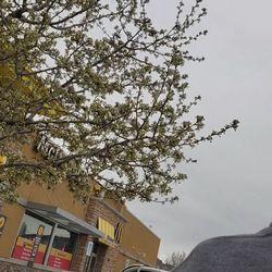 McDonald's - Store.