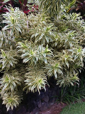 Orchid Tree Bed & Breakfast by null