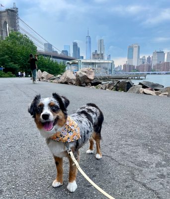 DIGS Canine Hotel Spa & Daycare