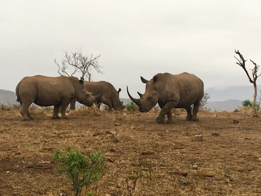 Lion World Travel by null