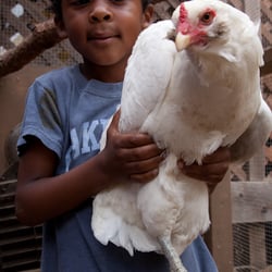 Pollinate Farm & Garden Supply - We sell baby chicks in spring and fall, and ducks and turkeys by special order.