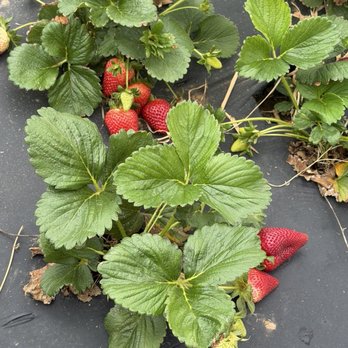 Jenschke Orchards - Strawberries - Christmas Trees Near Me - Fredericksburg, Texas Jenschke Orchards - Strawberries - Christmas Trees Near Me - Fredericksburg, Texas