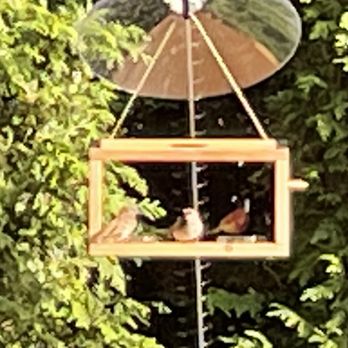 Cincy Psychic - Birds of a Feather Flock Together - Psychic Mediums Near Me - Cleves, Ohio
