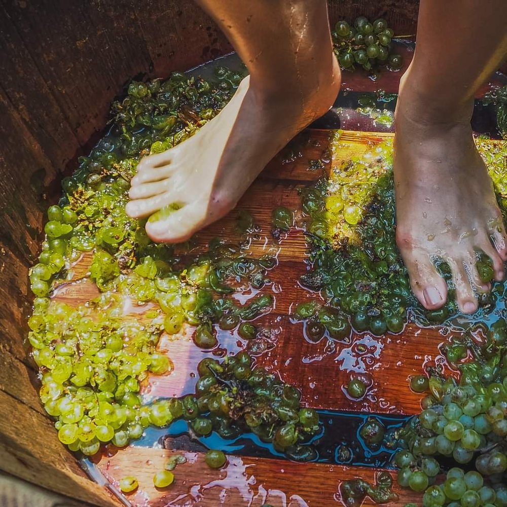 Whiskey Cowgirl Tours - vineyard in Fredericksburg, TX