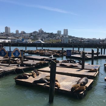 PIER 39 - Sea Lions Pier 39 - Shopping Centers Near Me - San Francisco, California PIER 39 - Sea Lions Pier 39 - Shopping Centers Near Me - San Francisco, California