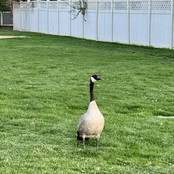 Champion Park - Parks Near Me - Meridian, Idaho