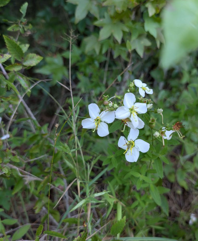 Social spots from Jesse Helm Red Trail Loop