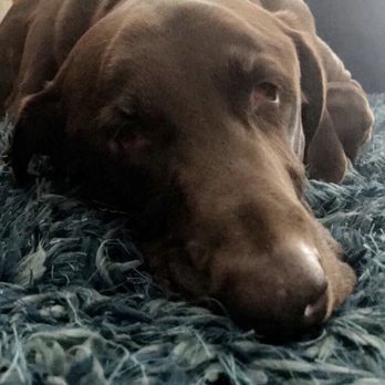 Half Moon Kennels - Pet Boarding Near Me - Tiffin, Iowa Half Moon Kennels - Pet Boarding Near Me - Tiffin, Iowa