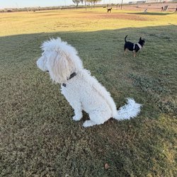 Roscoe Dog Park - Grass area