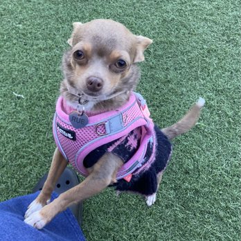 No Leash Needed - Pet Training Near Me - St. Louis, Missouri