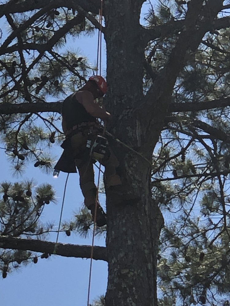 Craig's Quality Tree Service - tree service in Bessemer, AL