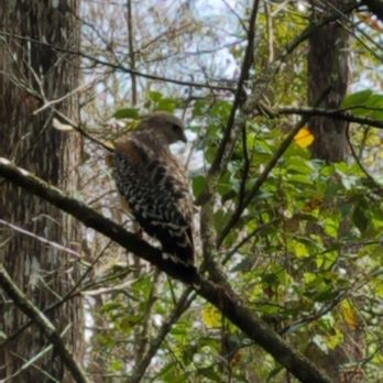 Audubon's Corkscrew Swamp Sanctuary - Hiking Near Me - Naples, Florida