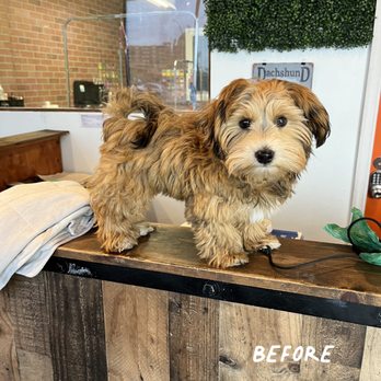 Doggie Dos - Pet Groomers Near Me - La Mesa, California Doggie Dos - Pet Groomers Near Me - La Mesa, California