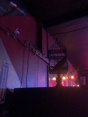 Black Magic Social Club by null