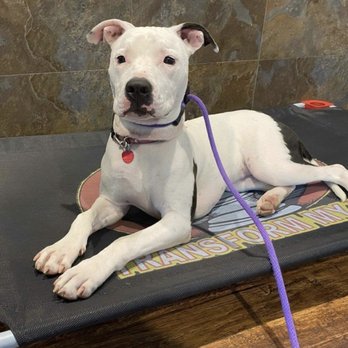 Transform My Dog - Athena practicing her mat training - Pet Training Near Me - Dickinson, Texas Transform My Dog - Athena practicing her mat training - Pet Training Near Me - Dickinson, Texas
