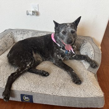 Pet Lovers Mobile Pet Grooming - Sydney after grooming - Pet Groomers Near Me Pet Lovers Mobile Pet Grooming - Sydney after grooming - Pet Groomers Near Me