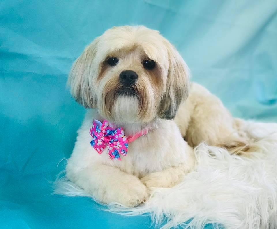 DEE DEE DOG GROOMING 60 Photos Mullicourt Road, Wisbech, Norfolk