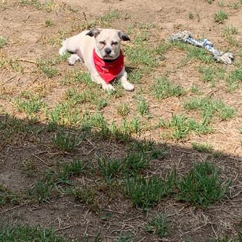 Fluffy Puppy - Paisley basking in the sun. - Pet Groomers Near Me - Pasadena, California Fluffy Puppy - Paisley basking in the sun. - Pet Groomers Near Me - Pasadena, California