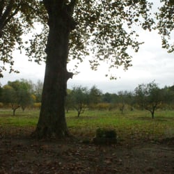 Chateau Salitis - Trees lining the drive looking out into the vineyards