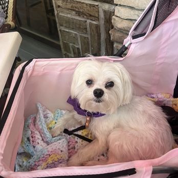 Burntwood Tavern - Dog friendly on the patio - Breakfast & Brunch Near Me - Orlando, Florida Burntwood Tavern - Dog friendly on the patio - Breakfast & Brunch Near Me - Orlando, Florida