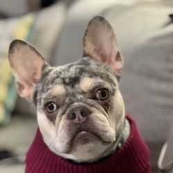 Joyful Noise Frenchies