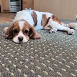 Dog Dandy Grooming