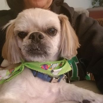 Carol's Pet Grooming - Moe - Pet Groomers Near Me Carol's Pet Grooming - Moe - Pet Groomers Near Me