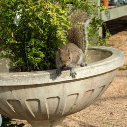 Wild squirrel on the loose