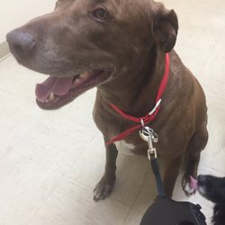 Montana Animal Clinic - This is Moose, he loves Vet trips.