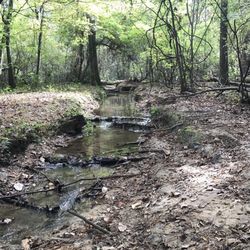 Lake Jackson Mounds Archaeological State Park - Stream in the forest