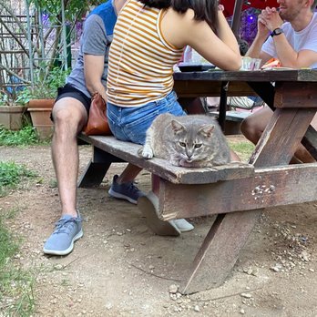 Patrizi's - A couple of cats on the property that like to hang out - Italian Near Me - Austin, Texas