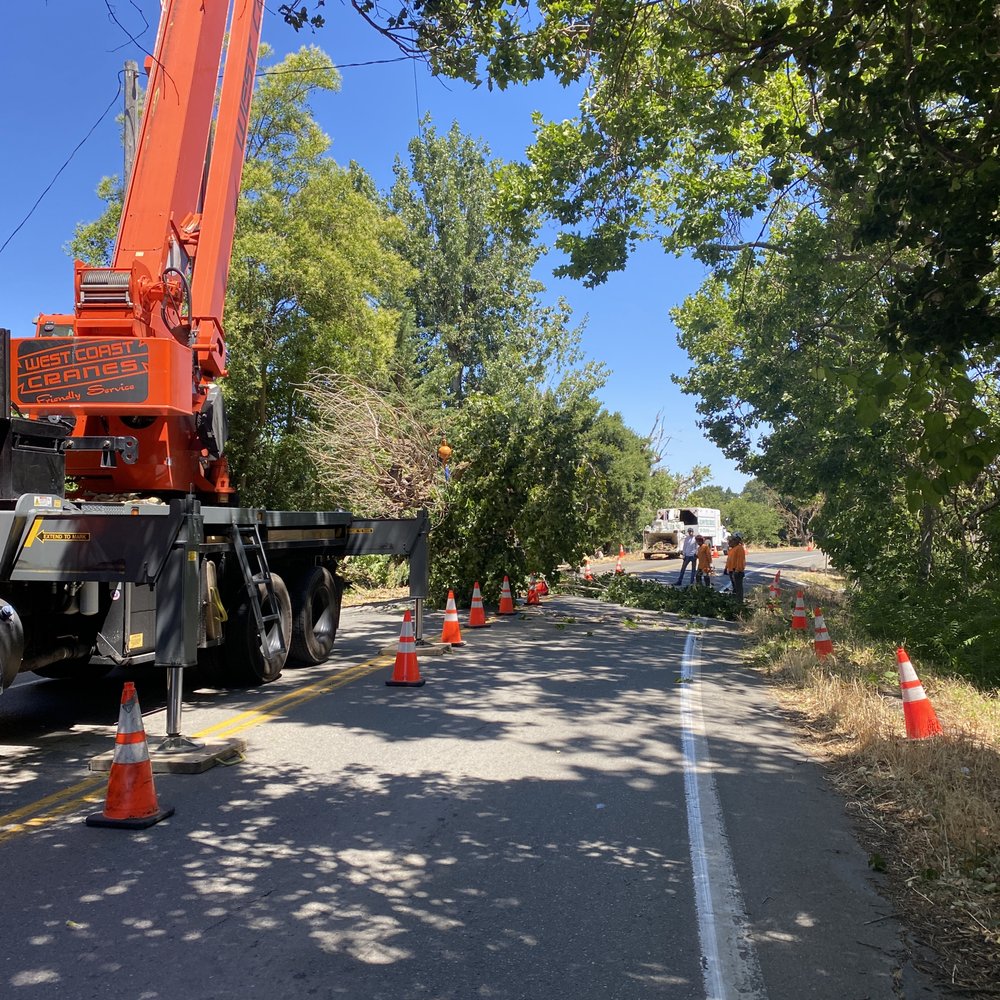 Acampo Tree Service - Tree Services Near Me - Lodi, California