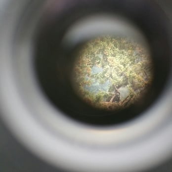 Rainbow Glacier Adventures - Bald eagle. Photo take through scope. - Tours Near Me Rainbow Glacier Adventures - Bald eagle. Photo take through scope. - Tours Near Me