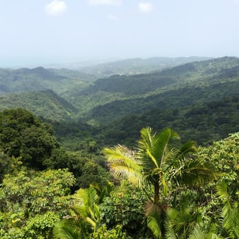 El Yunque Rainforest - Another angle of the Tokahu Tower top view - Hiking Near Me - Luquillo, Puerto Rico
