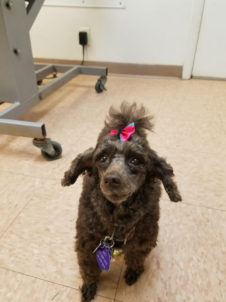 KIM’S DOG HOUSE 1743 E Railroad St, Heidelberg, PA Yelp