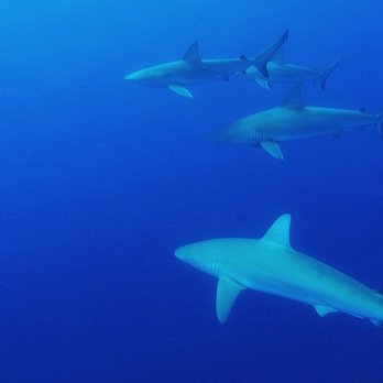 One Ocean Diving - Galapagos Sharks - Free Diving Near Me - Haleiwa, Hawaii