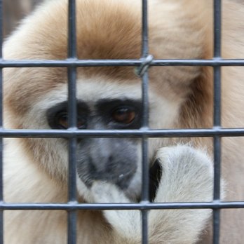 Indianapolis Zoo - White-handed Gibbon - Zoos Near Me - Indianapolis, Indiana Indianapolis Zoo - White-handed Gibbon - Zoos Near Me - Indianapolis, Indiana