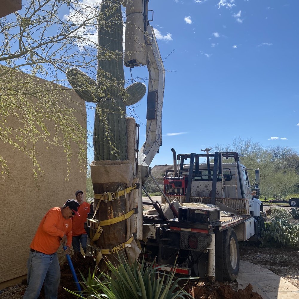 Roadrunner Cactus - Making sure it just right - Landscaping Near Me