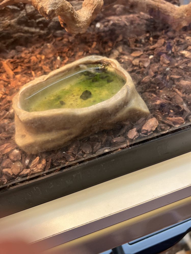 Upscales-Fish & Reptiles - reptile breeding in Tualatin, OR